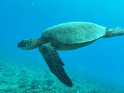 イルカにたくさん出会えます。