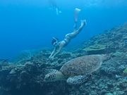 ウミガメと撮影