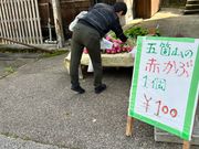 綺麗な赤かぶ！