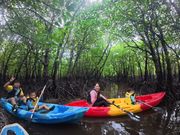 家族４人でマングローブ探検