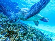 シュノーケルで出会ったウミガメ