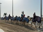 ラクダの訓練シーン