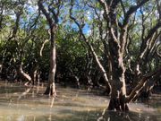 マングローブカヌー