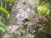 アマミイシカワガエル