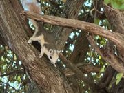 自然のリスがたくさんいて可愛い