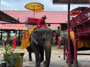 象乗りは池も入って楽しかった