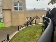 キリンの餌やり