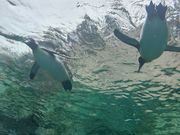 空飛ぶペンギン