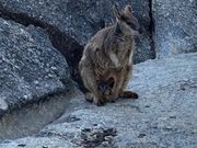 ワラビーの親子