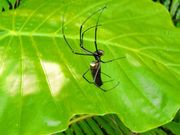 オオジョロウグモ　ブラック