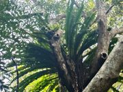 オオタニワタリ