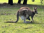 野生のカンガルー