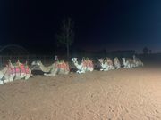 朝一待機中のラクダさんたち