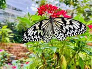 熱帯ドリームセンターの花とオオゴマダラ
