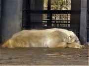旭山動物園　シールズアイより