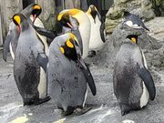 旭山動物園　ペンギン