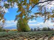 ファーム富田 倖の畑