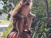 バトウ洞窟のサル