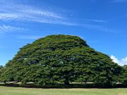 この木なんの木