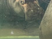 旭山動物園のカバさん人気者！