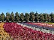 富良野ラベンダー