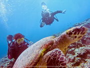 タートルトーク！