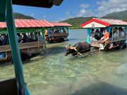 由布島へ水牛車で渡る