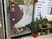 シャムスイポーの美容室にいたワンちゃん。