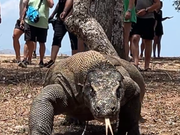 迫力のコモドドラゴン