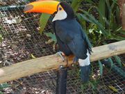 バードパークのトゥッカーノ