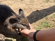 子どものカンガルーに餌やり