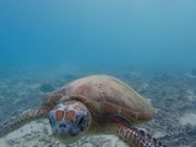 ウミガメみれました