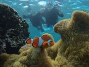 ニモかわいい〜