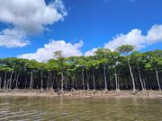 マングローブ