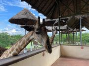 キリン　近いし、ほんとにたくさんいてびっくりしました‼︎素敵な体験でした