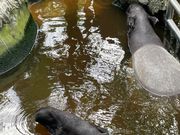 バク　暑すぎて水からでてきてくれませんでした