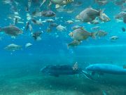 マナティ　ここはクーラーきいてて涼しいです