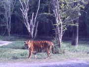 トラ　サファリが広大でびっくりしました