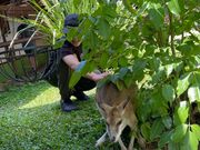 カンガルーとの触れ合い