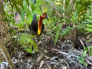 街中にしゃも⁈