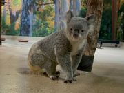 可愛すぎるコアラ