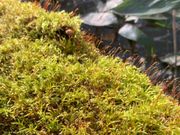 様々な種類の苔がかわいい