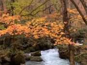 奥入瀬渓流の成り立ちや自然を学びながら散策