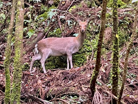 若めのヤクシカが逃げもせず居てくれたので、写真撮影タイム