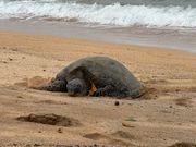 海亀さんが甲羅干し中
