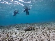 シュノーケリングで運良くウミガメに遭遇！