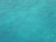 海亀が見えました！