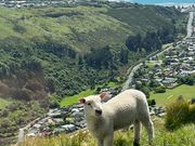 子羊が生まれて子育てのシーズンでした