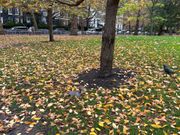 バッキンガム宮殿庭園のリス