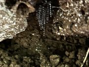 土手の土ボタル粘液ツララ